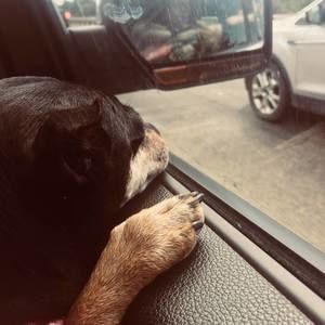 Meet your Posher, Molly